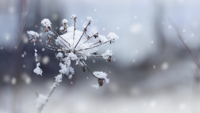 Hartje Winter Arrangement