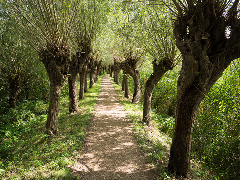 Wandelen