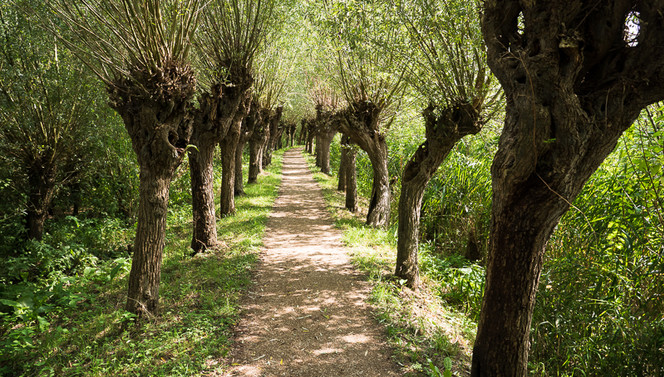 Wandelen