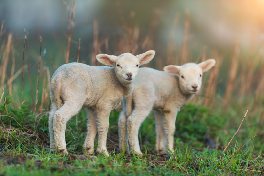 Kinderboerderijen Rotterdam