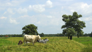Nationaal Park de Biesbosch 