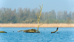 Nationaal Park de Biesbosch 