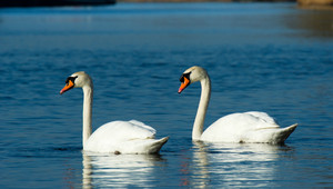 Nationaal Park de Biesbosch 